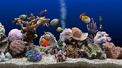 Marine aquarium screensaver 3-3 keycode - ftmusli