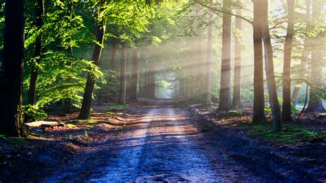 Road In The Forest 4k Wallpapers Hd Wallpapers Id 28514