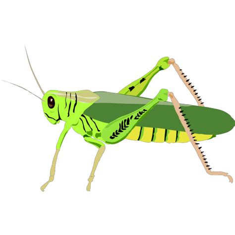 Cartoon Grasshopper Png Svg Clip Art For Web Download Clip Art Png