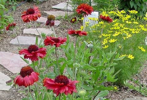 Warmer conditions might be tolerated by some of the true asters found wild. Blanket Flower - Gaillardia 'Burgundy' Full sun, drought ...