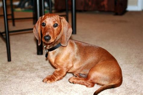 69 Red Miniature Dachshund Puppies Picture Bleumoonproductions