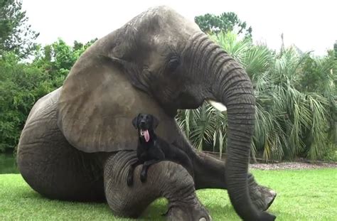 Elephant And Dog Are Best Friends Unlikely Animal Friends Animals