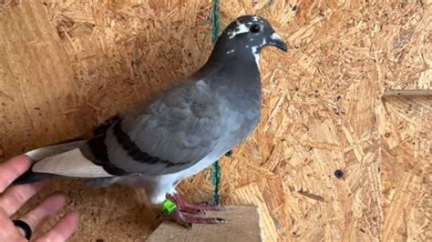 Racing Pigeon For Sale In Usa Where To Buy