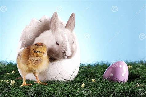 Easter Chicken And Rabbit Stock Photo Image Of Springtime 18574532