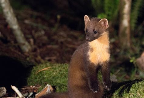 Back On The Trail Of Pine Martens In Northern England The Vincent