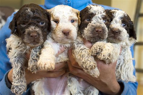 Browse thru our id verified puppy for sale listings to find your perfect puppy in your area. Lagotto Romagnolo Info, Temperament, Grooming, Puppies ...