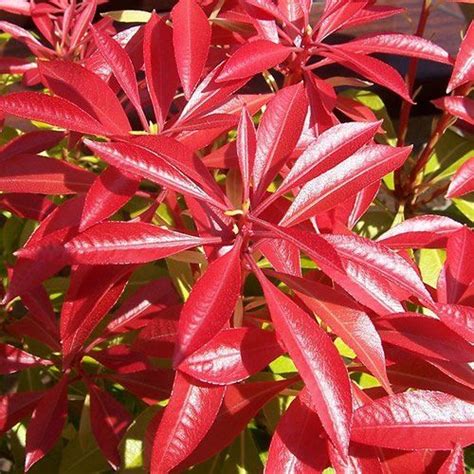 1 X Pieris Forest Flame Evergreen Shrub Hardy Garden Plant In Pot