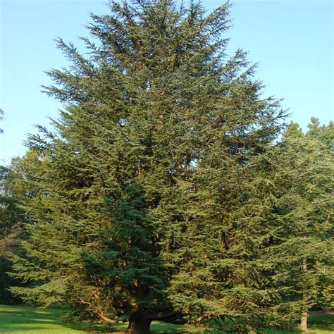 Eastern Red Cedar Tree Cedar Trees White Pine Tree Fast Growing Trees