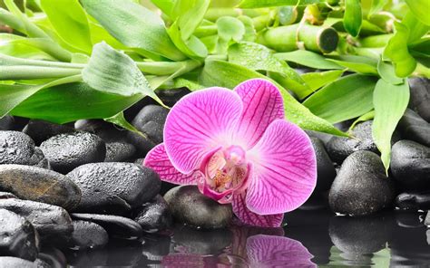 Orchid Zen Wallpapers Top Free Orchid Zen Backgrounds Wallpaperaccess