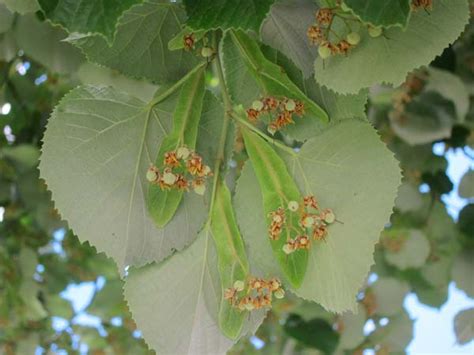 The tree is known as linden for the european species. Grand Avenue Species » Restore Mass Ave