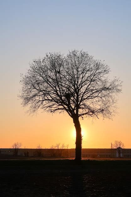 Árbol atardecer retroiluminación silueta panorama sol paisaje