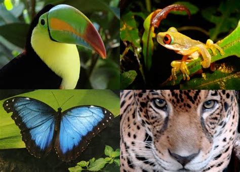 South america is many species of fantastic animals and finest wildlife hot spots on earth with longest continental mountain range in the world. Amazon Rainforest in South America | Travel and Tourism