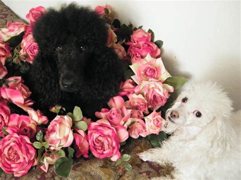 Toys And Roses Poodle Forum Standard Poodle Toy Poodle Miniature