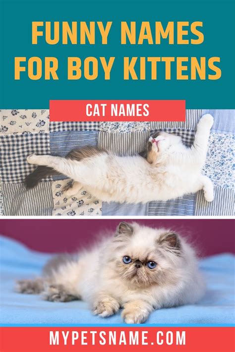Boy Funny Cat Names In 2020 Funny Cat Names Cat Names Kitten Names Boy