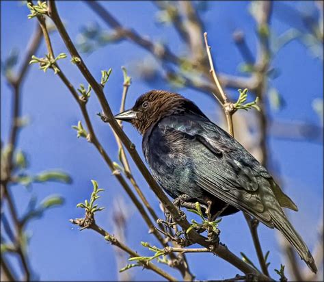 Brown Headed Cowbird The Brown Headed Cowbird Occur In Ope Flickr