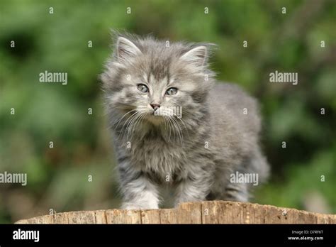 German Angora Kitten Stock Photo Alamy