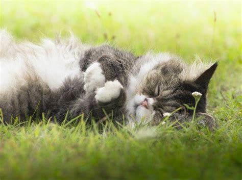 Unsere katze ist fast 18 und hat seit über 2 jahren diabetes und bekommt von uns spritzen. Altersschwäche bei Katzen: Einschläfern?