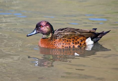 Chestnut Teal Photograph By John Devriesscience Photo Library Pixels