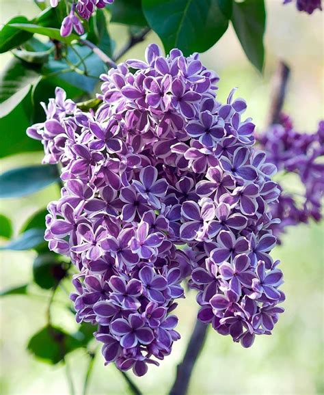 Sensation Lilac Part Sun Perennials Fragrant Flowers Lilac