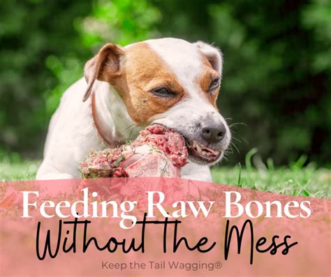 How To Feed A Raw Bones Without The Mess Keep The Tail Wagging
