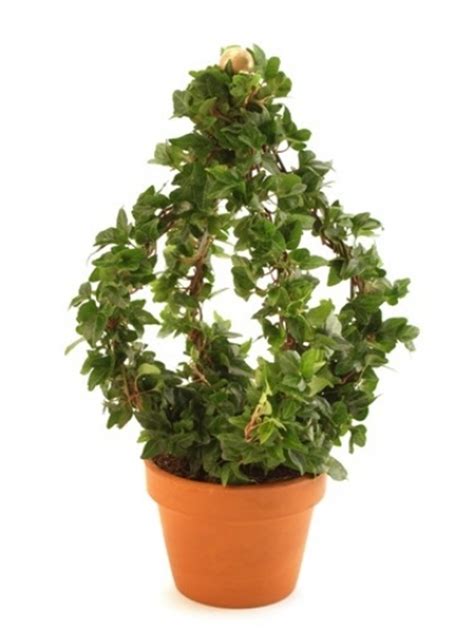 (andrew made 4 groups, 1 for each obelisk leg. How to Make an Ivy Topiary