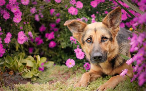 Download Wallpapers German Shepherd Puppy Bokeh Pets Flowers Dogs