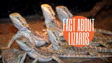 12 Delightful Facts About Lizards Amazing Animal Youtube