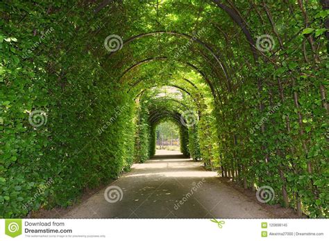 Green Tunnel With Sun Rays Royalty Free Stock Photo Cartoondealer