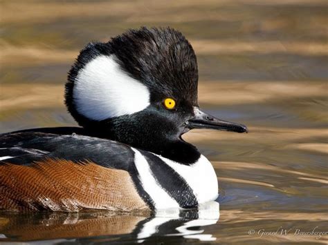 Hooded Merganser Birdnote