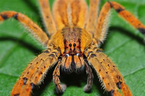 Brazilian Wandering Spider Spider That Can Give Men Four Hour