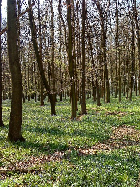 Spring woodland | Photography inspiration nature, Wood path, Woodland ...
