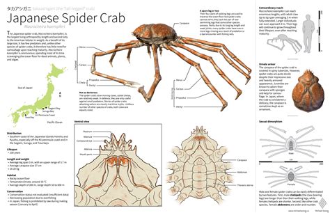 The body may grow to a size of 40 centimetres or 16 inches (carapace width). Japanese Spider Crabs: All About The Giant and Scary Crabs