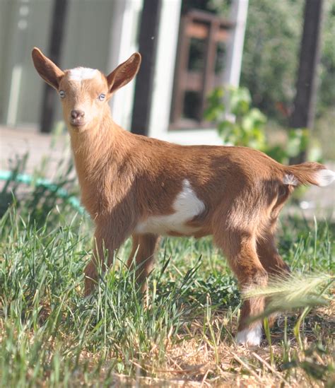 Castle Rock Farm Baby Goats