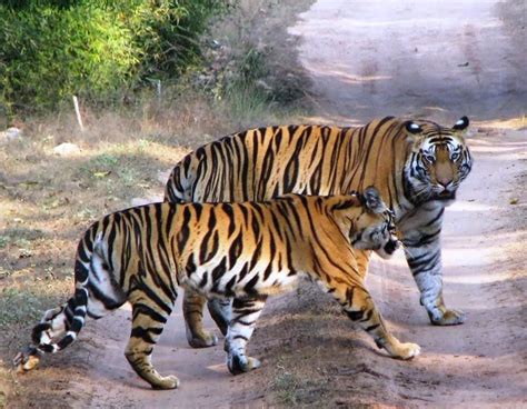 indian wildlife conservation tiger safari blogs news india