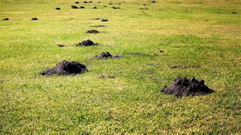 What Attracts Moles To Your Yard