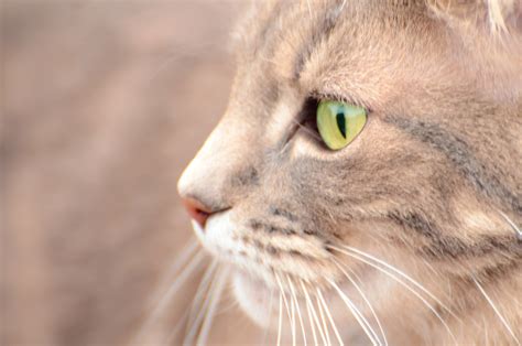 Cat With Green Eyes 3 Free Stock Photo Public Domain Pictures