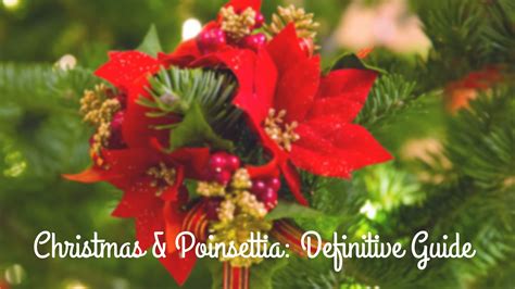 Why Are Poinsettias Associated With Christmas And Everything Else You