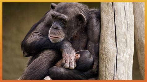 One Life Chimpanzees