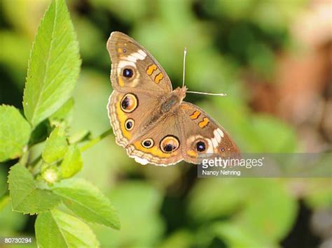 Buckeye Butterfly Photos And Premium High Res Pictures Getty Images