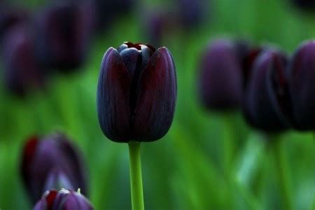 Maybe you would like to learn more about one of these? Black Tulip - Flowers Photo (29859724) - Fanpop