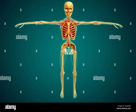 esqueleto humano sistema nervioso reverasite