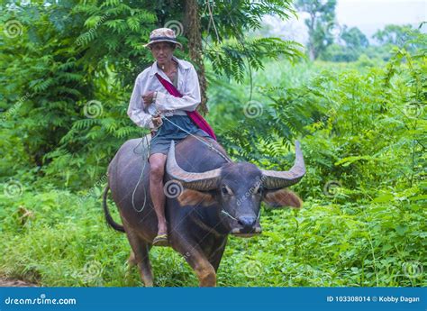 Burmese Farmer In Myanmar Editorial Stock Image Image Of Scene 103308014