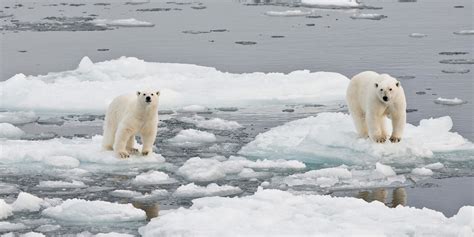 Your Plane Travel Destroys Polar Bear Habitat