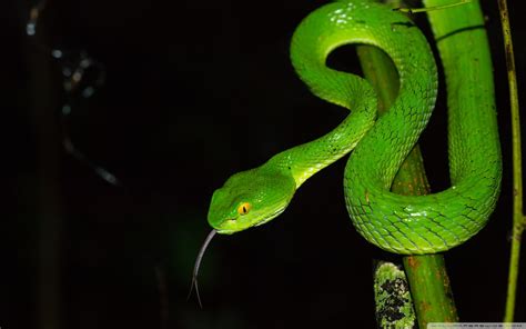 Download Green Large Eyed Pit Viper Snake Ultrahd Wallpaper