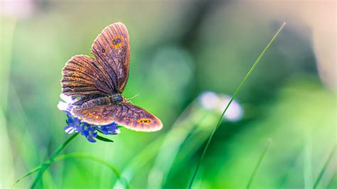 Colorful Beautiful Butterfly On Blue Flower In Blur Green