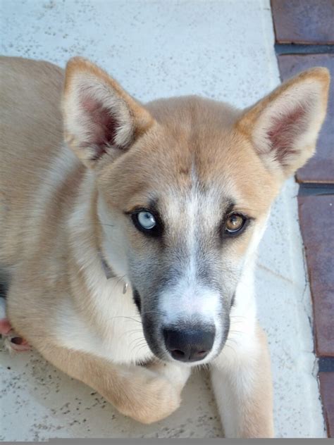 Intelligent and fearless, this breed is commonly known as gerberian shepsky. Husky Shepherd Mix Dog - a blend of two great breeds