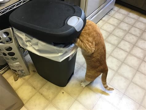 My Cat Got Into One Of Those Garbage Cans With A Pedal Too Open The Lid Rmildlyinteresting