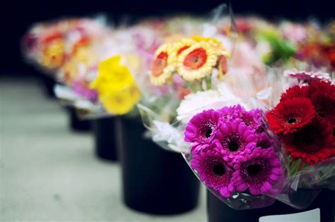 Carnations are the excellent flowers to express your deep love and admiration towards that special someone. The top 25 flower shops in Toronto by neighbourhood