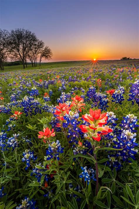Texas Wildflower Bluebonnet And Indian Paintbrush Field At Sunset In