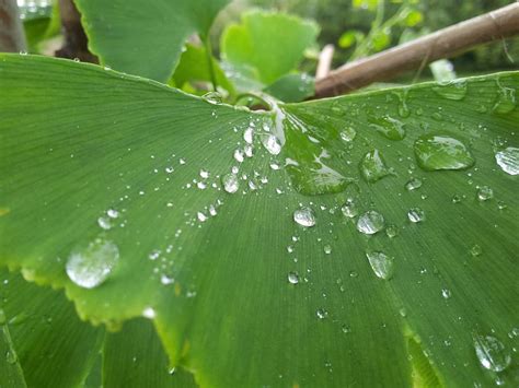 Green Leaf Leaves Nature Wet Water Rain Drop Drop Plant Part Green Color Pxfuel